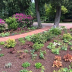 Rhododendron-Garten
